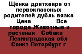 Щенки дратхаара от первоклассных  родителей(дубль вязка) › Цена ­ 22 000 - Все города Животные и растения » Собаки   . Ленинградская обл.,Санкт-Петербург г.